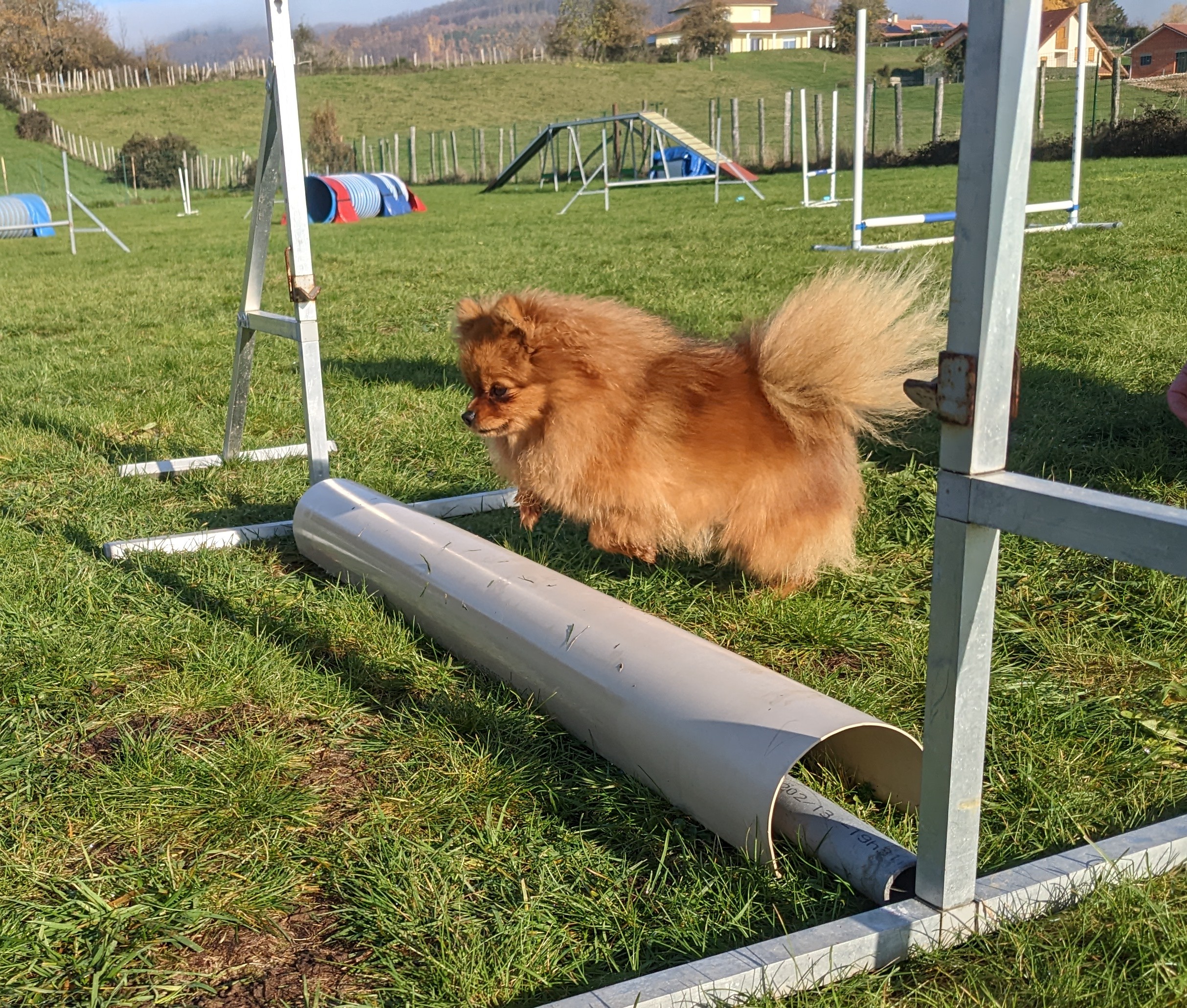 Ecole du chiot obstacle