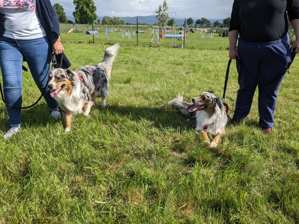 l'éducation canine cours collectifs grands chiens