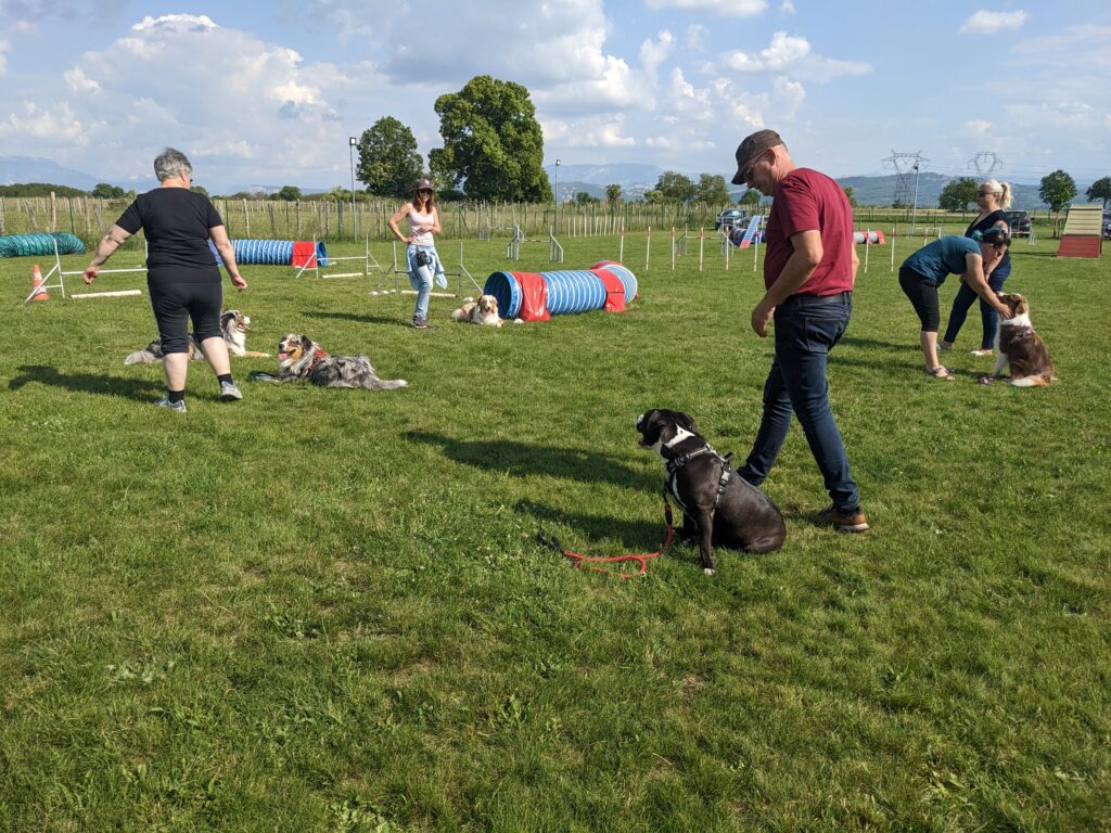 l'éducation canine cours collectifs grands chiens