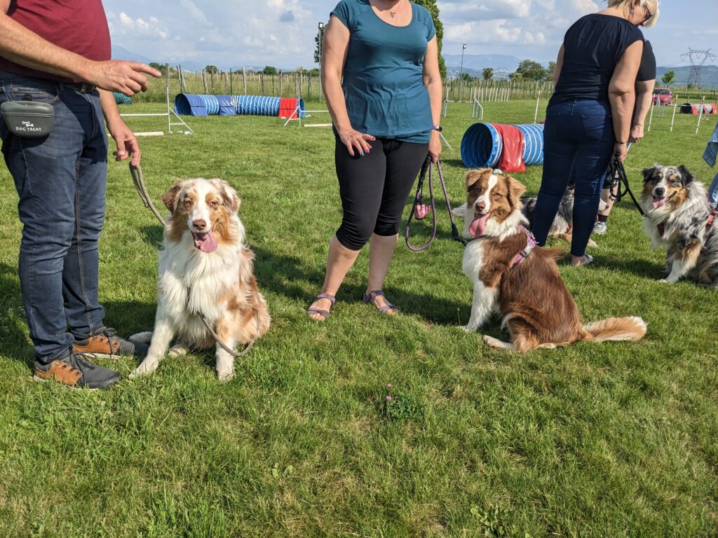 l'éducation canine cours collectifs grands chiens