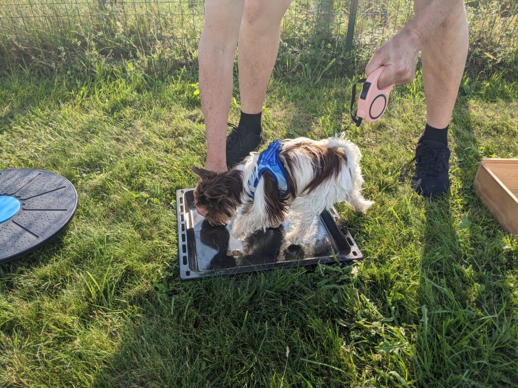 l'éducation canine cours collectifs petits chiens