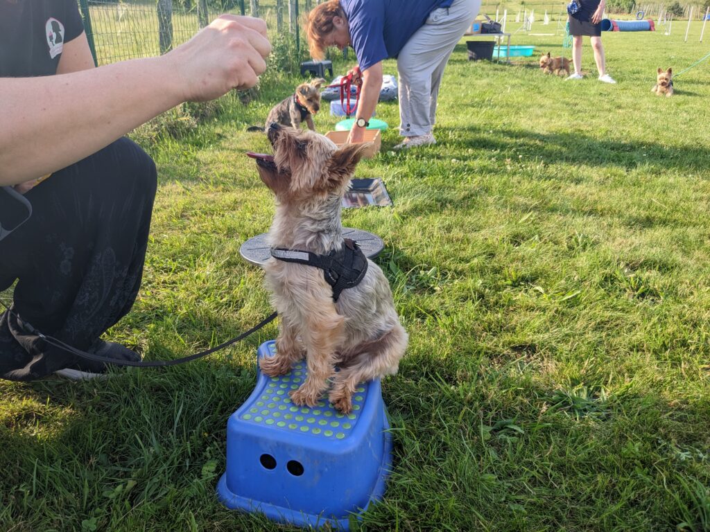 l'éducation canine cours collectifs petits chiens