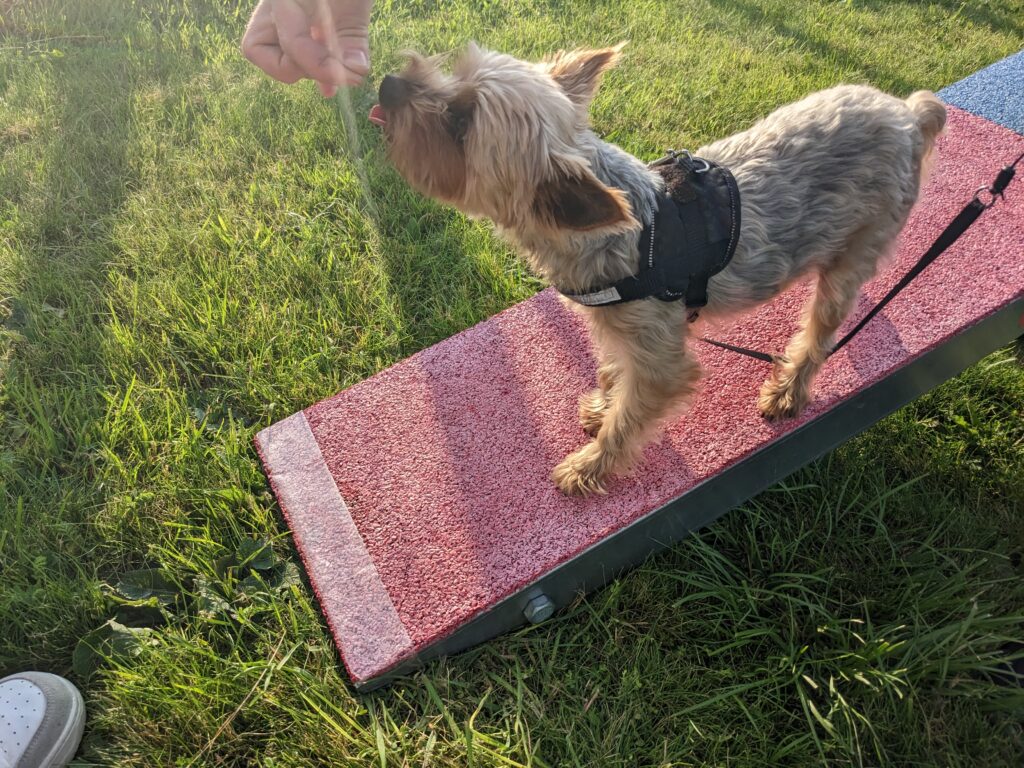 chien sur la blançoire