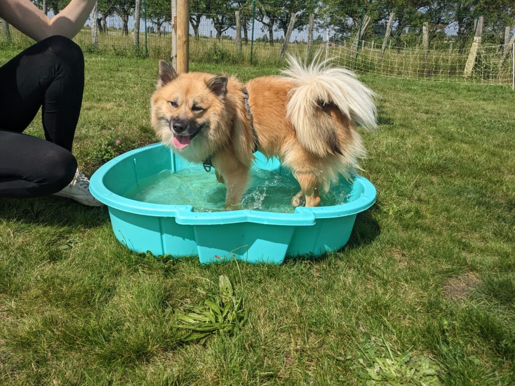 un chien dans une bassine pour se rafraichir