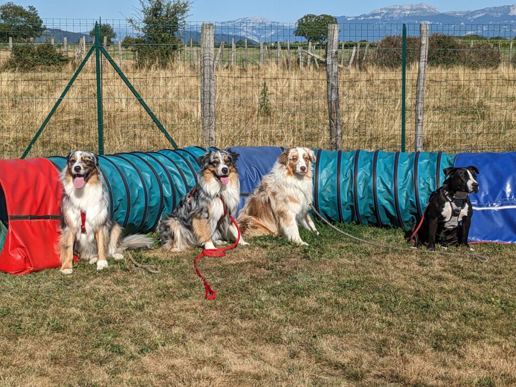 l'éducation canine cours collectifs grands chiens