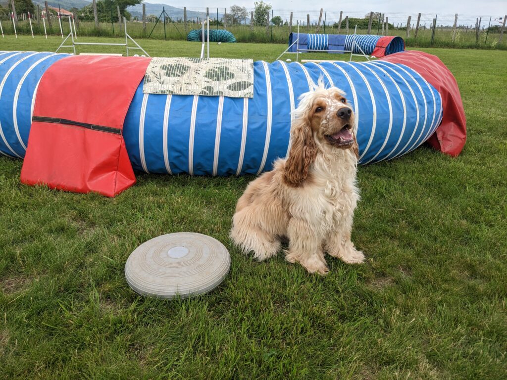 Chien devant tunnel