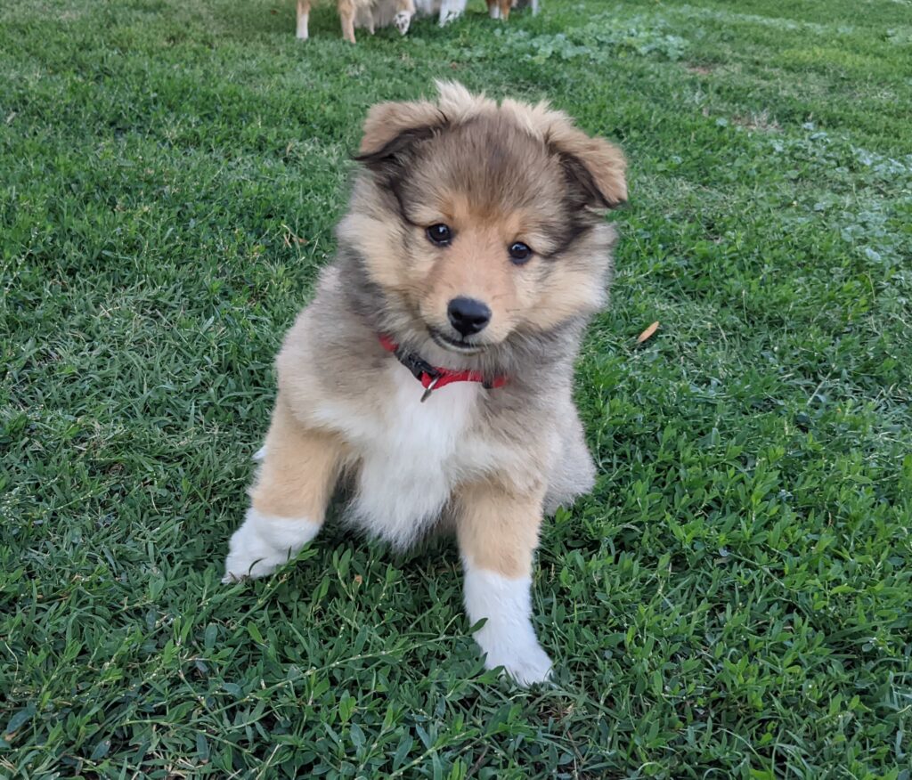 Chiot shetland