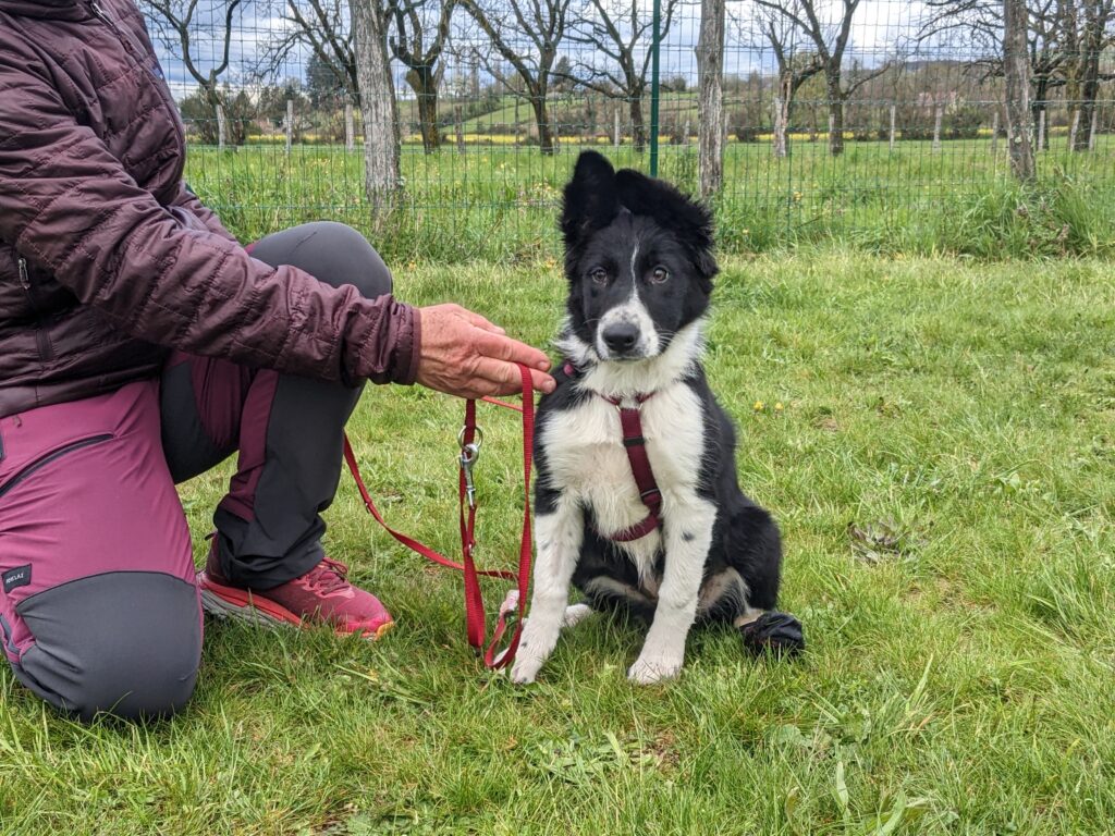 Chiot border collie