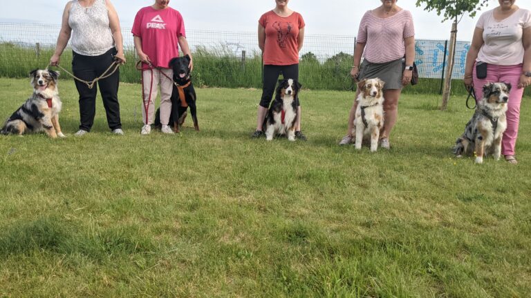 groupe de chiens